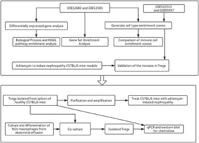 Regulatory T Cells as a Novel Candidate for Cell-Based Therapy in Kidney Disease